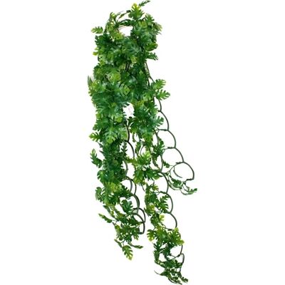 Plante de Philodendron Divisé Komodo - 40cm - Plante pour habitat de reptiles Plante de Philodendron Divisé Komodo - 40cm - Plante pour habitat de reptiles