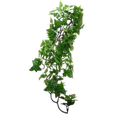 Komodo Philodendron Plant - 60 cm - Plant Komodo Philodendron Plant - 60 cm - Plant