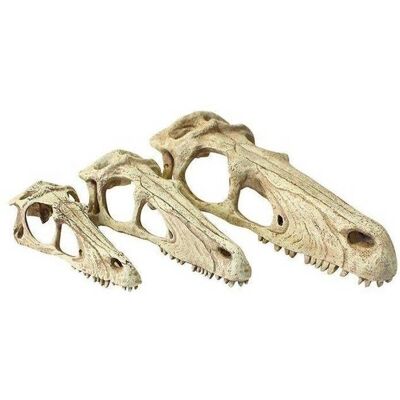 Komodo Raptor-Schädel - Klein - Reptilien-Dekor Komodo Raptor-Schädel - Klein - Reptilien-Dekor