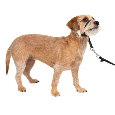 PetSafe Easy Walk Kopfhalfter - Klein - Kein Ziehen Hunde Gassi-Leine PetSafe Easy Walk Kopfhalfter - Klein - Kein Ziehen Hunde Gassi-Leine