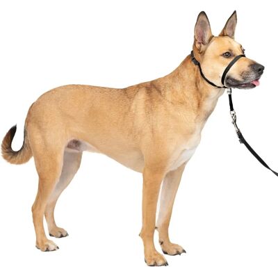 PetSafe Easy Walk Headcollar & Lead for Medium Dogs - No Pull Training PetSafe Easy Walk Headcollar & Lead for Medium Dogs - No Pull Training