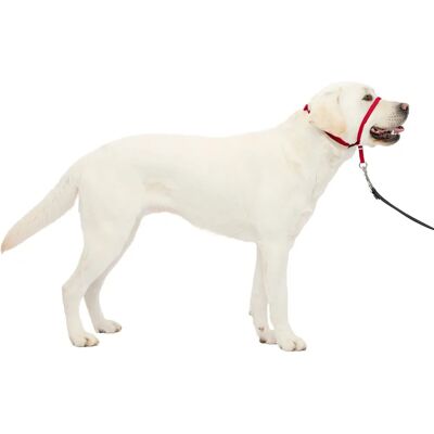 Petsafe Easy Walk Opaska - Antytrekking - Wygodna - Nylonowy Smycz W Zestawie - Czerwona - Opaska dla Psa Petsafe Easy Walk Opaska - Antytrekking - Wygodna - Nylonowy Smycz W Zestawie - Czerwona - Opaska dla Psa