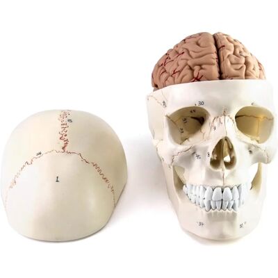 QWORK - Human Skull and Brain Anatomy Model - 11 Parts QWORK - Human Skull and Brain Anatomy Model - 11 Parts