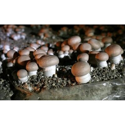 SemiSauvage Permaculture Micelio di fungo pulsante marrone - Kit per la coltivazione di funghi - Coltiva spore di funghi 15ml - Publicité SemiSauvage Permaculture Micelio di fungo pulsante marrone - Kit per la coltivazione di funghi - Coltiva spore di funghi 15ml - Publicité