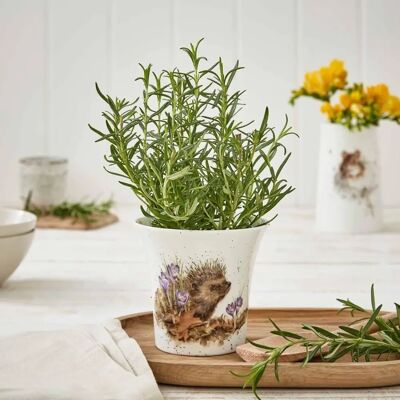 Royal Worcester Hedgehog Herb Pot - 10cm - Multicolor - Garden Decor Royal Worcester Hedgehog Herb Pot - 10cm - Multicolor - Garden Decor