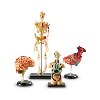 Learning Resources LER3338 Modell Anatomie Bundle Set Von 132 - Anatomie Modelle Learning Resources LER3338 Modell Anatomie Bundle Set Von 132 - Anatomie Modelle