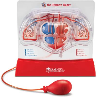 Learning Resources Modèle de Cœur Pompe - Jouet éducatif d'anatomie Learning Resources Modèle de Cœur Pompe - Jouet éducatif d'anatomie