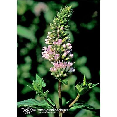 Flower Essence Services Goccia di Menta - Essenza Floreale - Benessere Mentale Flower Essence Services Goccia di Menta - Essenza Floreale - Benessere Mentale