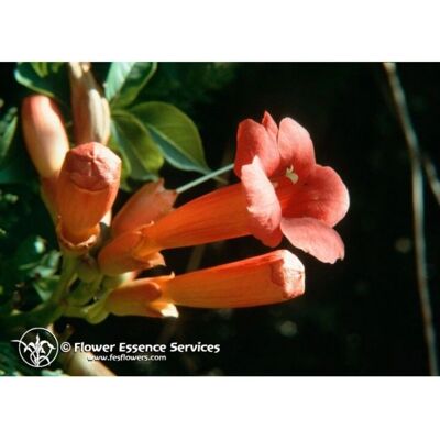 Flower Essence Services Trumpet Vine Dropper - Integratore erboristico Flower Essence Services Trumpet Vine Dropper - Integratore erboristico