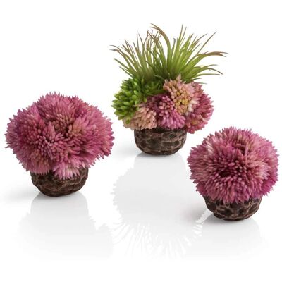 Ensemble de balles de corail violettes pour aquarium biOrb Ensemble de balles de corail violettes pour aquarium biOrb