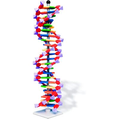Molymod DNA 060-22 - MiniDNA Fortgeschrittenes 22 Schicht Molekularmodell-Set - DNA Modell-Set Molymod DNA 060-22 - MiniDNA Fortgeschrittenes 22 Schicht Molekularmodell-Set - DNA Modell-Set