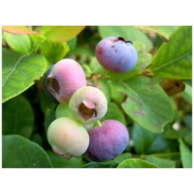 PERAGASHOP - Coville - Mirtillo - 20-25cm - Pianta PERAGASHOP - Coville - Mirtillo - 20-25cm - Pianta