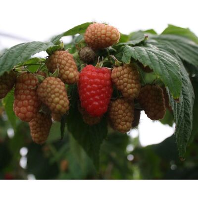 Berryplant - Amira - Rosso - Grande - Plant Berryplant - Amira - Rosso - Grande - Plant