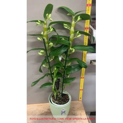 PERAGASHOP - Dendrobium orchid - Bianco - vaso 12 cm - pianta di orchidee PERAGASHOP - Dendrobium orchid - Bianco - vaso 12 cm - pianta di orchidee
