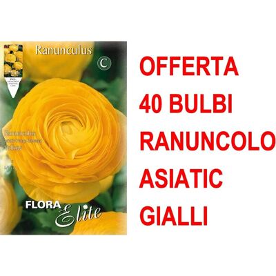 PERAGASHOP - Bulbi di Ranuncolo - 40 Bulbi Gialli Asiatici PERAGASHOP - Bulbi di Ranuncolo - 40 Bulbi Gialli Asiatici