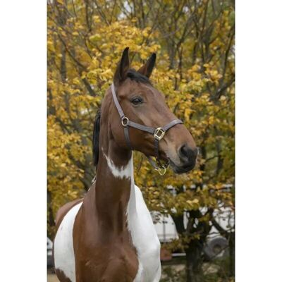 Equitheme Nylongrimma - Pferdehalfter Equitheme Nylongrimma - Pferdehalfter