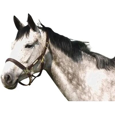 Symantec Norton Club Pferdehalfter - Horse Halter Symantec Norton Club Pferdehalfter - Horse Halter