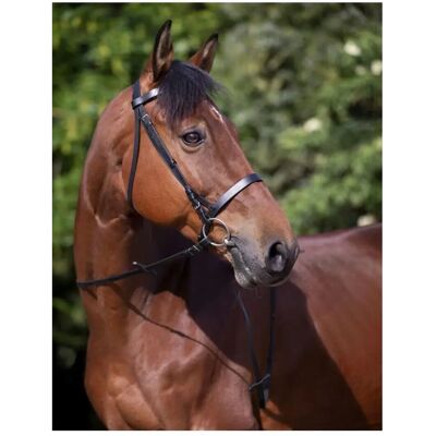 Riding World Franaise Pferdehalfter - Leder, Büffelleder, Flacher Stirnriemen Riding World Franaise Pferdehalfter - Leder, Büffelleder, Flacher Stirnriemen