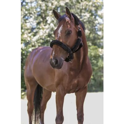 Harnais pour chevaux Norton Mouton Synthétique Complet - Équipement équestre - Publicité Harnais pour chevaux Norton Mouton Synthétique Complet - Équipement équestre - Publicité