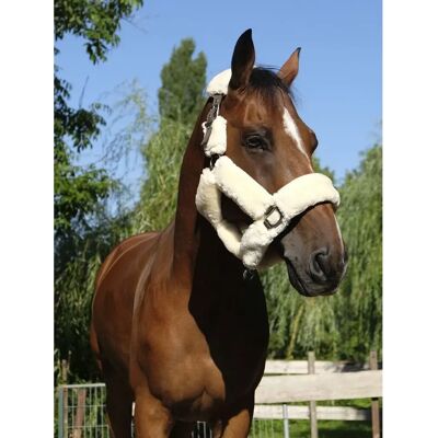 EQUITHEME Teddy Halfter Pony - Pferdezubehör EQUITHEME Teddy Halfter Pony - Pferdezubehör