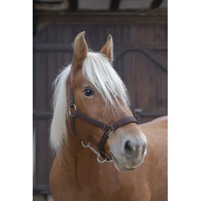 Symantec NORTON PRO Harnachement pour chevaux de trait - Publicité Symantec NORTON PRO Harnachement pour chevaux de trait - Publicité