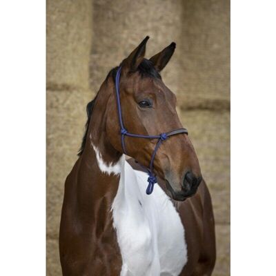 Norton Royal Blue Synthetisches Pferdehalfter - Horse Halter Norton Royal Blue Synthetisches Pferdehalfter - Horse Halter