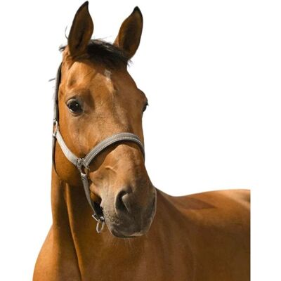 Symantec NORTON Ponygröße Reflektierende Halfter - Halfter Symantec NORTON Ponygröße Reflektierende Halfter - Halfter
