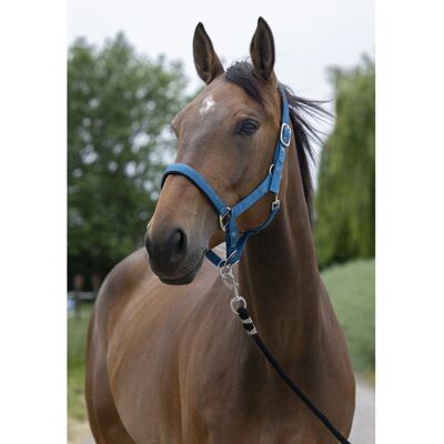 Symantec NORTON Satine Blaue Hundehalsband - Hundehalsband Symantec NORTON Satine Blaue Hundehalsband - Hundehalsband
