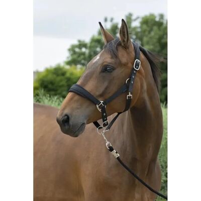 Norton Großes Pferdegeschirr - Horse Tack Norton Großes Pferdegeschirr - Horse Tack