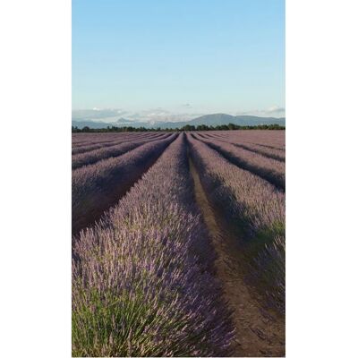 PLAGE Lavender Panoramic Wall Mural - 250x150cm - French Quality PLAGE Lavender Panoramic Wall Mural - 250x150cm - French Quality