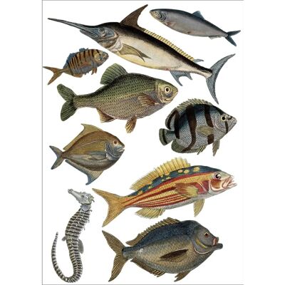 Sticker da Parete Pesce - Decorazione in Vinile Francese - 48x68cm Sticker da Parete Pesce - Decorazione in Vinile Francese - 48x68cm