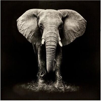 Arte de Pared Elefante Atmosphera - 100x100 cm - Decoración Realista Arte de Pared Elefante Atmosphera - 100x100 cm - Decoración Realista