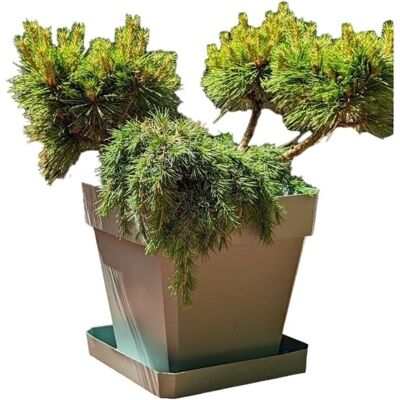 BigBuy Riviera Pflanzkübel - Braun 50x50cm BigBuy Riviera Pflanzkübel - Braun 50x50cm