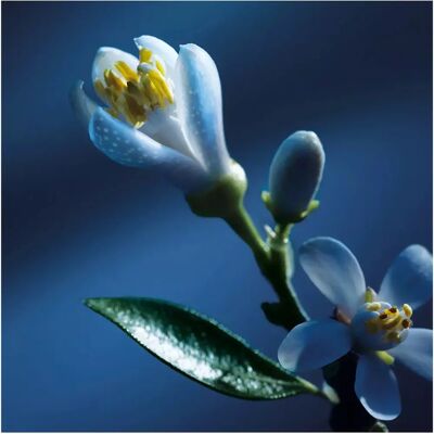 Chloé Atelier des Fleurs Nuit d'Oranger Eau de Parfum für Damen 50ml Chloé Atelier des Fleurs Nuit d'Oranger Eau de Parfum für Damen 50ml