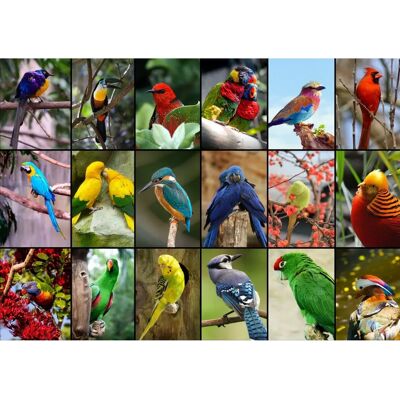 Grafika Collage - Oiseaux Colorés 1500 Pièces Puzzle - Puzzle Grafika Collage - Oiseaux Colorés 1500 Pièces Puzzle - Puzzle