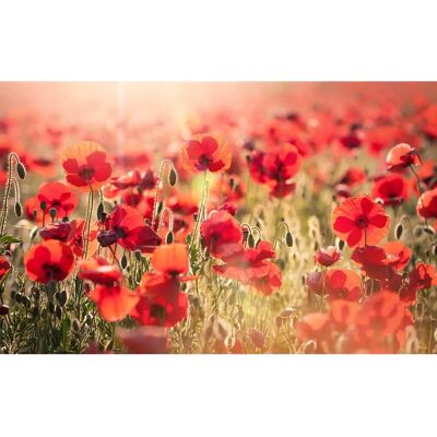 Hexoa Toile Photo Coquelicot - Impression sur toile - Publicité Hexoa Toile Photo Coquelicot - Impression sur toile - Publicité