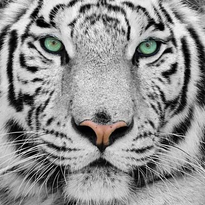 Hexoa Modèle Tigre Blanc Bengal Art Mural - 50x50 cm - Publicité Hexoa Modèle Tigre Blanc Bengal Art Mural - 50x50 cm - Publicité