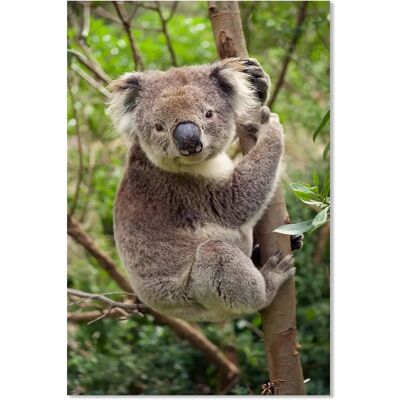 Affiche Koala Gris Hexoa - 40x60cm Décoration Animale - Publicité Affiche Koala Gris Hexoa - 40x60cm Décoration Animale - Publicité