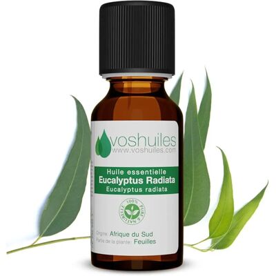 Voshuiles Aceite Esencial de Eucalipto Radiata - Essential Oil Voshuiles Aceite Esencial de Eucalipto Radiata - Essential Oil