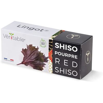 Lingot de Shiso Violet Bio Véritable - Kit de Graines Aromatiques - Publicité Lingot de Shiso Violet Bio Véritable - Kit de Graines Aromatiques - Publicité