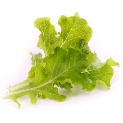 Véritable NBBX23XXXXVB Laitue Bio - Semence de Légume Feuille - Publicité Véritable NBBX23XXXXVB Laitue Bio - Semence de Légume Feuille - Publicité