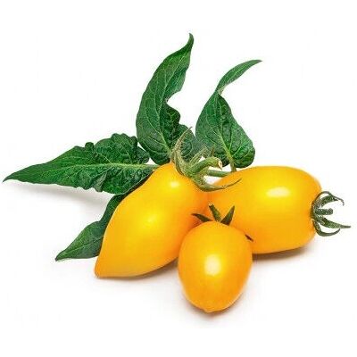 Véritable NBBX31XXXXVB Mini Tomate Jaune Recharge - Graines de Légumes - Publicité Véritable NBBX31XXXXVB Mini Tomate Jaune Recharge - Graines de Légumes - Publicité