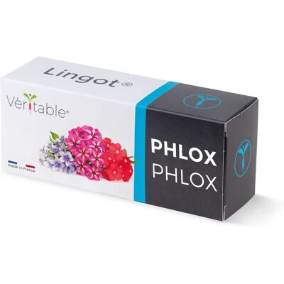 Véritable Indoor Garten Set - Phlox Samen & Lingots Véritable Indoor Garten Set - Phlox Samen & Lingots