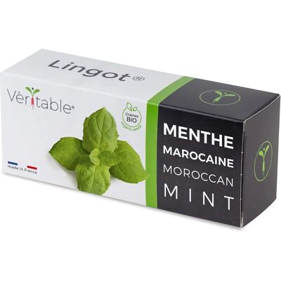 Kit Piantine di Menta Biologica Lingot - Giardinaggio Indoor - Germinazione Garantita Kit Piantine di Menta Biologica Lingot - Giardinaggio Indoor - Germinazione Garantita