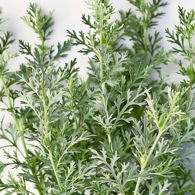 SemiSauvage Permaculture 1000 graines d'absinthe - plante aromatique médicinale - semences reproductibles - SemiSauvage - Publicité SemiSauvage Permaculture 1000 graines d'absinthe - plante aromatique médicinale - semences reproductibles - SemiSauvage - Publicité