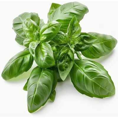 SemiSauvage Permaculture 500 graines de basilic - plante aromatique - légumes de jardin - semences agricoles reproductibles - Semiwild - Publicité SemiSauvage Permaculture 500 graines de basilic - plante aromatique - légumes de jardin - semences agricoles reproductibles - Semiwild - Publicité