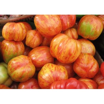 SemiSauvage Graines de Tomate Tigerella - Précoce, Rustique, Haute Qualité - Publicité SemiSauvage Graines de Tomate Tigerella - Précoce, Rustique, Haute Qualité - Publicité