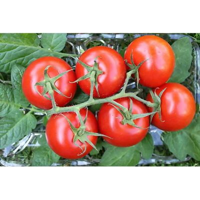 Ma Marque Graines de Tomate Moneymaker - Bio, Résistantes aux Maladies - Publicité Ma Marque Graines de Tomate Moneymaker - Bio, Résistantes aux Maladies - Publicité