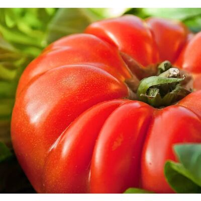SemiSauvage Semences de Tomate Marmande - Reproductibles, Grandes, Pour Jardins Traditionnels - Graines - Publicité SemiSauvage Semences de Tomate Marmande - Reproductibles, Grandes, Pour Jardins Traditionnels - Graines - Publicité