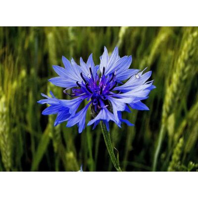 Semences de Bleuet SemiSauvage - Fleurs de Jardin Reproductibles - Non Hybride - Publicité Semences de Bleuet SemiSauvage - Fleurs de Jardin Reproductibles - Non Hybride - Publicité